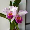 C.Eva's fabula gloriosa (dowiana x gaskelliana alba)...